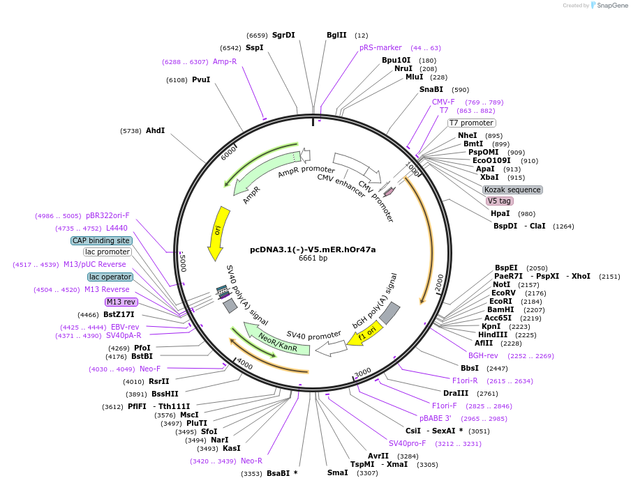 126473-plasmid-map-sequence-id-246528