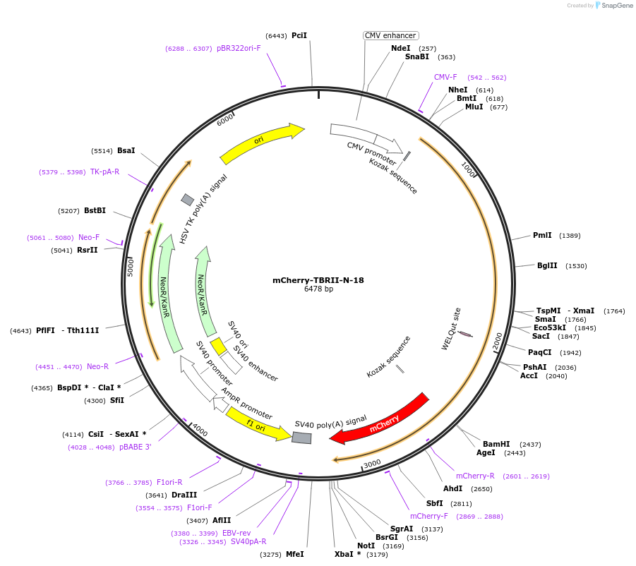 55142-plasmid-map-sequence-id-246530