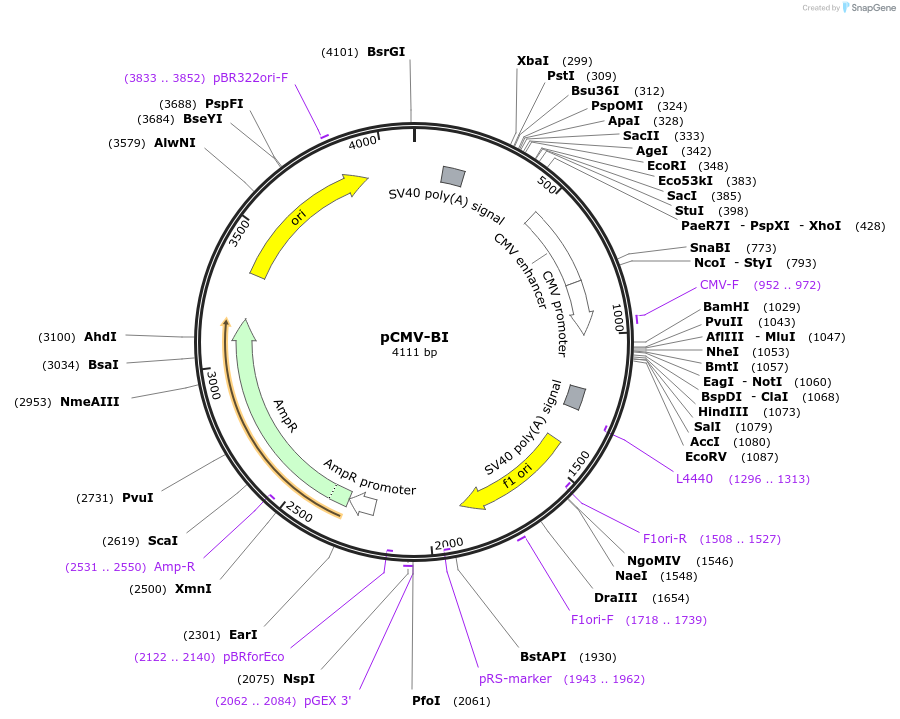 126475-plasmid-map-sequence-id-246543