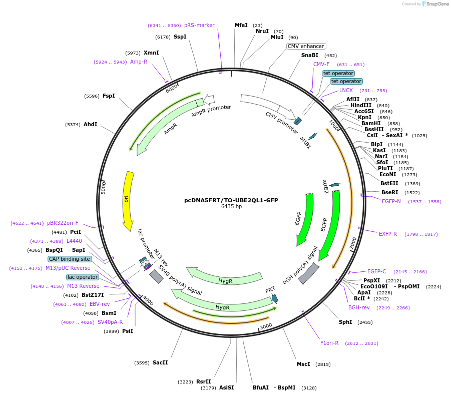 124667-plasmid-map-sequence-id-246551