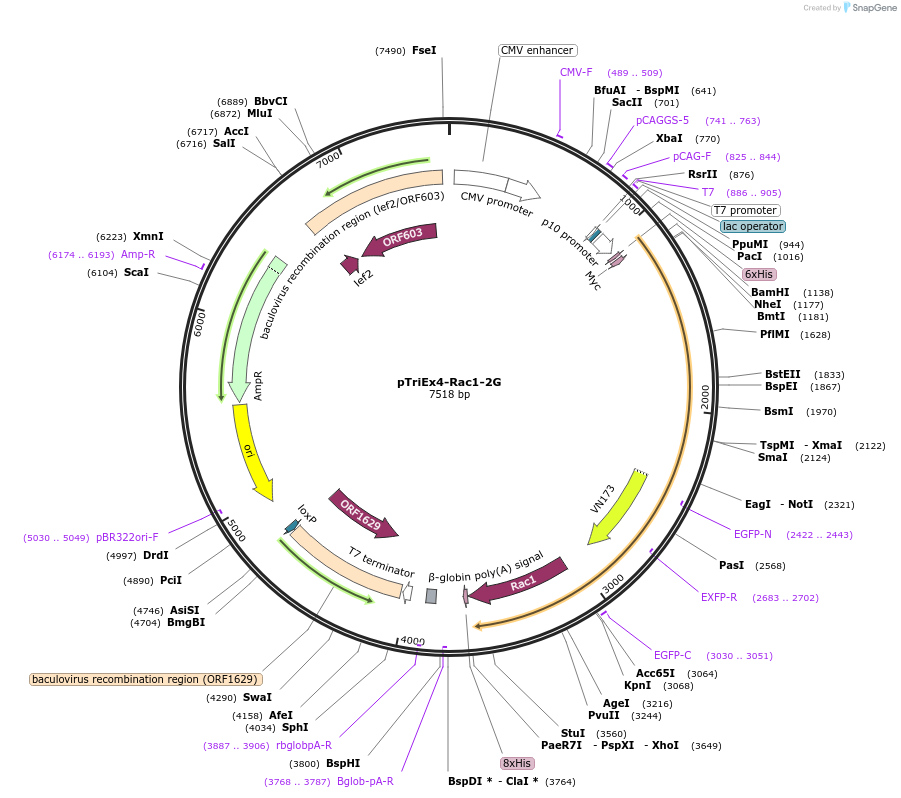 66110-plasmid-map-sequence-id-246562