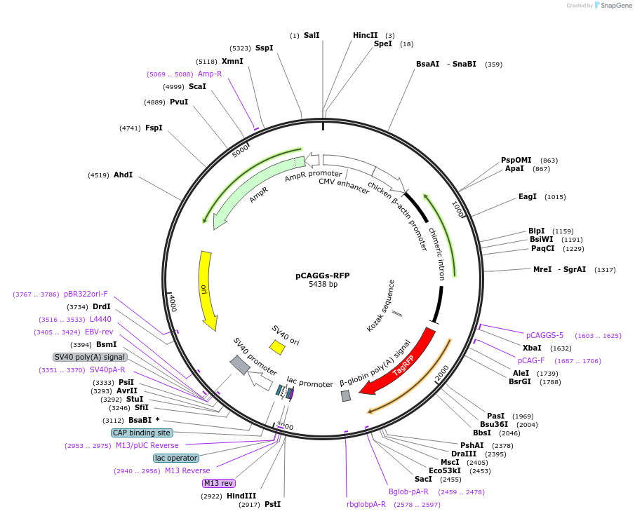 127347-plasmid-map-sequence-id-246568