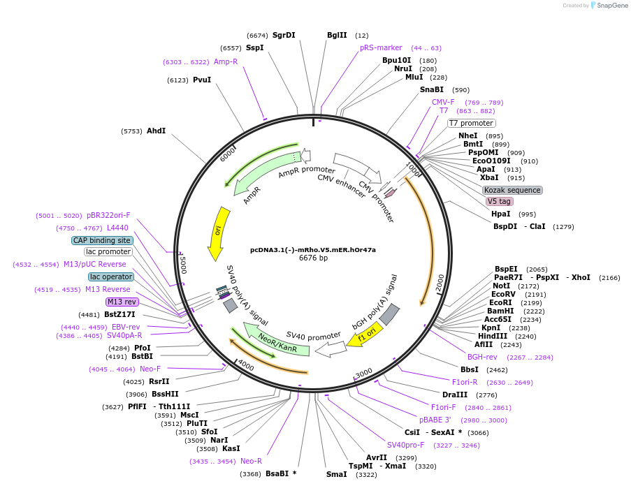 126472-plasmid-map-sequence-id-246570