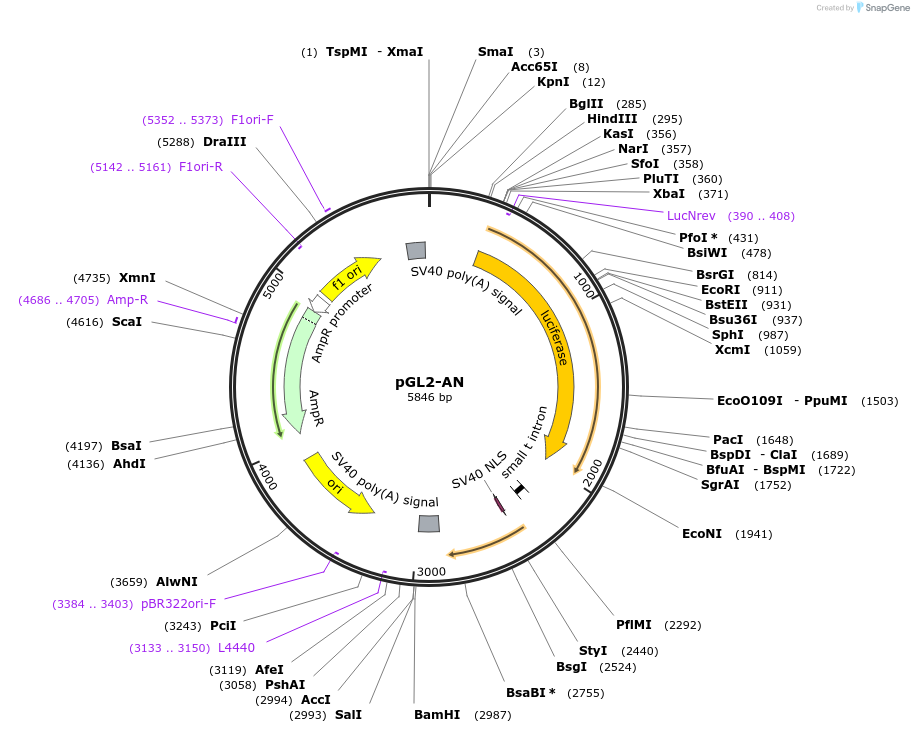 20950-plasmid-map-sequence-id-246573