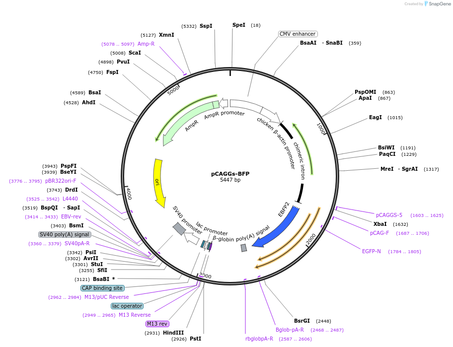 127348-plasmid-map-sequence-id-246576