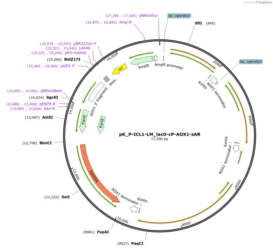 126744-plasmid-map-sequence-id-246578