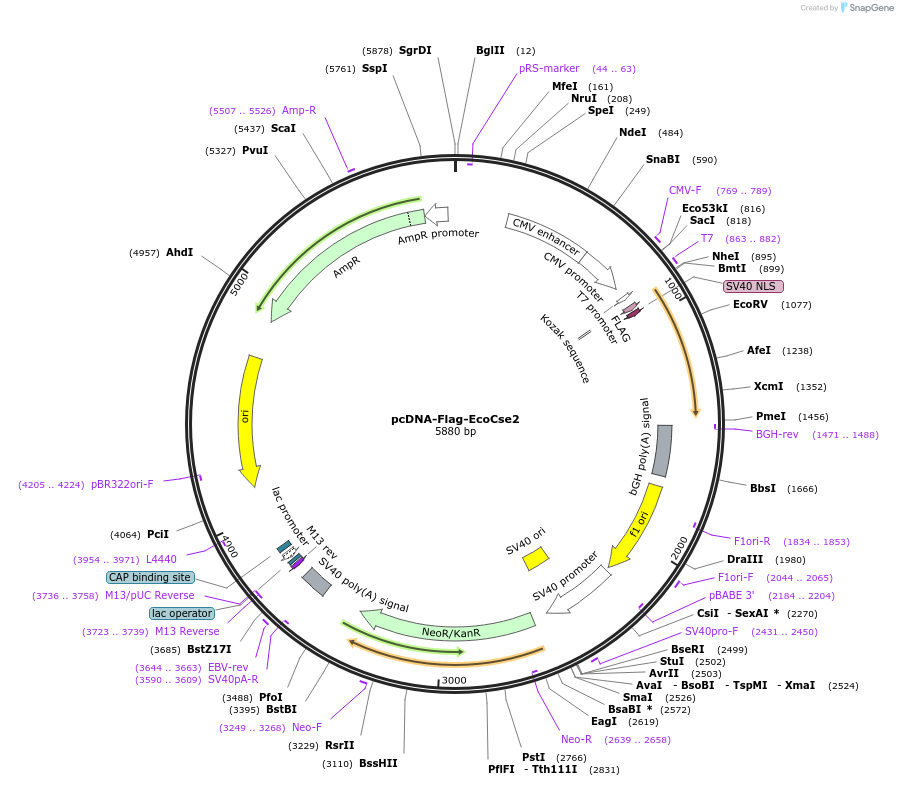 106271-plasmid-map-sequence-id-246603