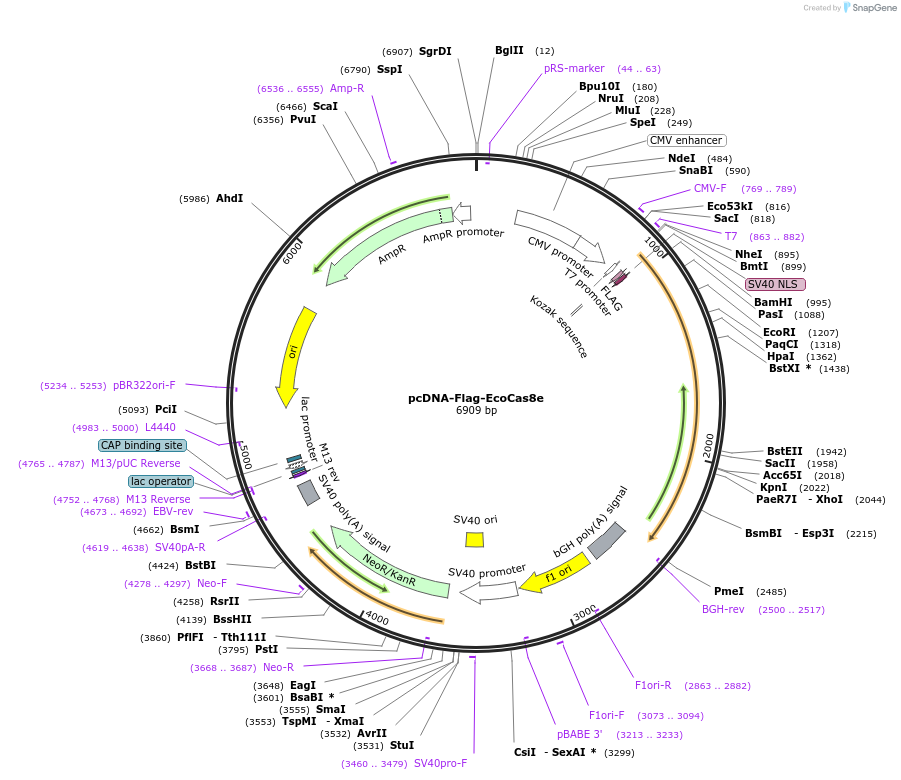 106270-plasmid-map-sequence-id-246604