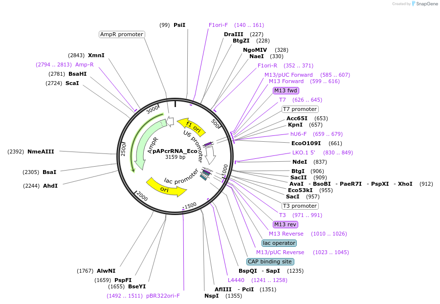 106276-plasmid-map-sequence-id-246609