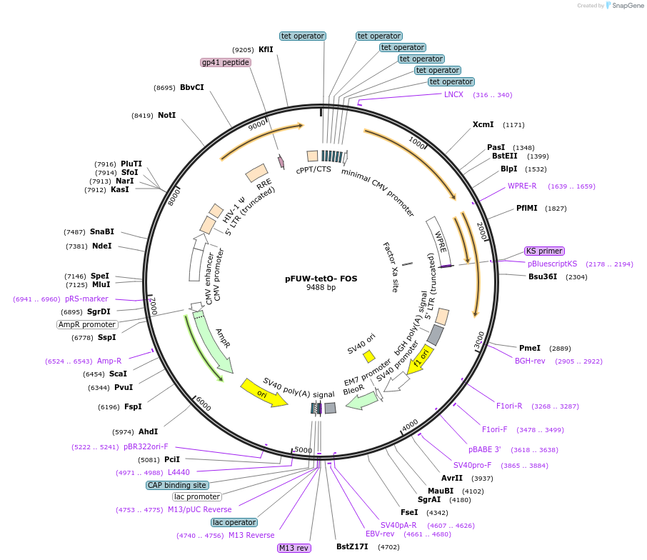 125598-plasmid-map-sequence-id-246612