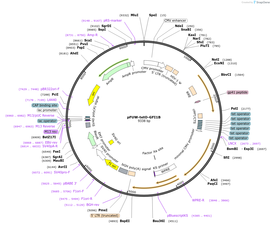 125597-plasmid-map-sequence-id-246615