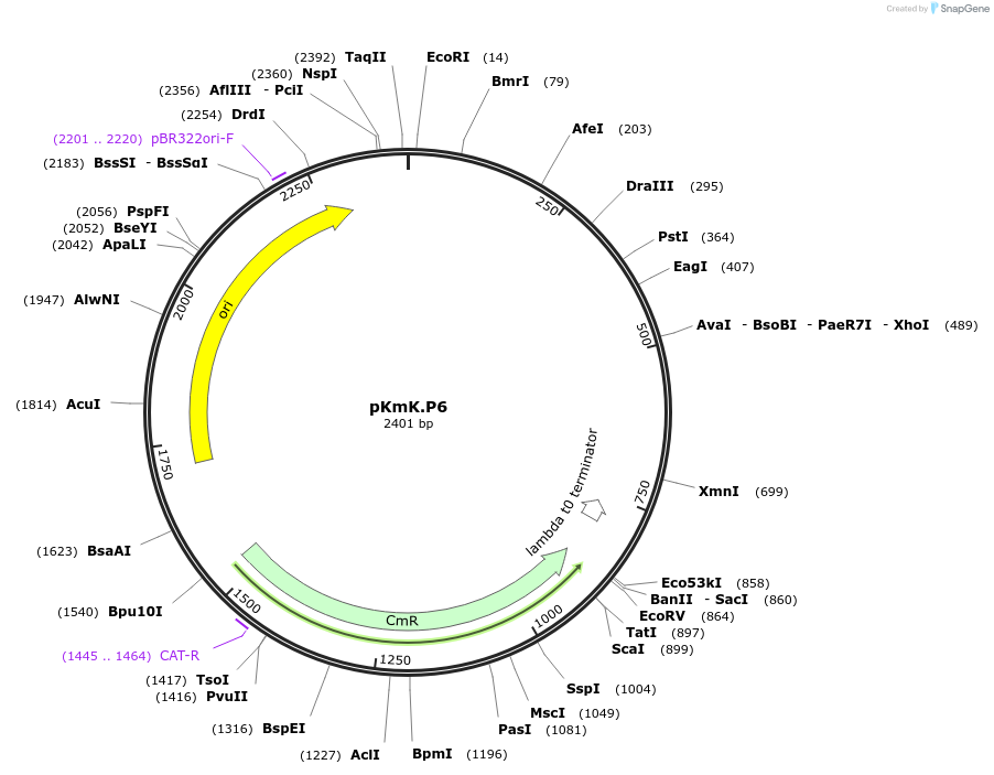 125039-plasmid-map-sequence-id-246617