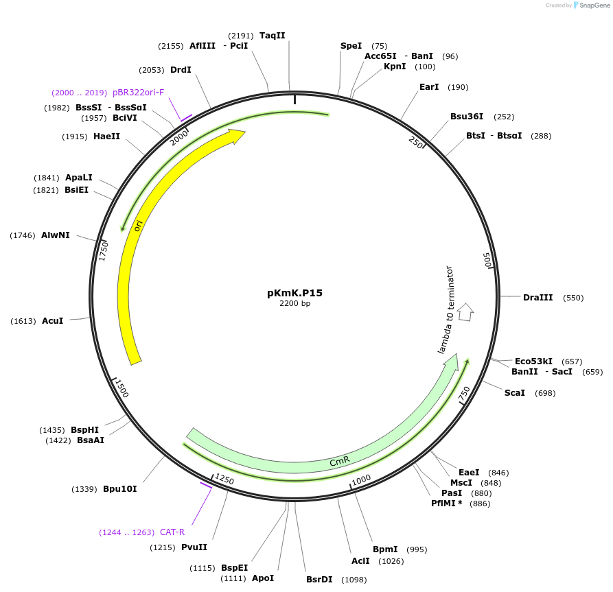 125048-plasmid-map-sequence-id-246620