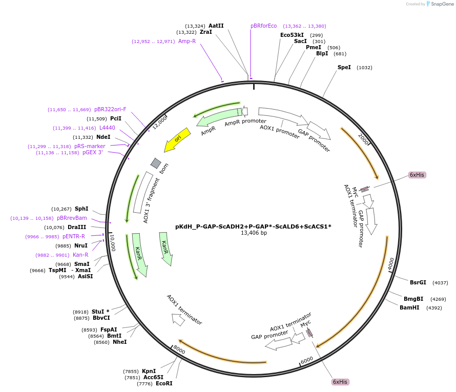 126739-plasmid-map-sequence-id-246622