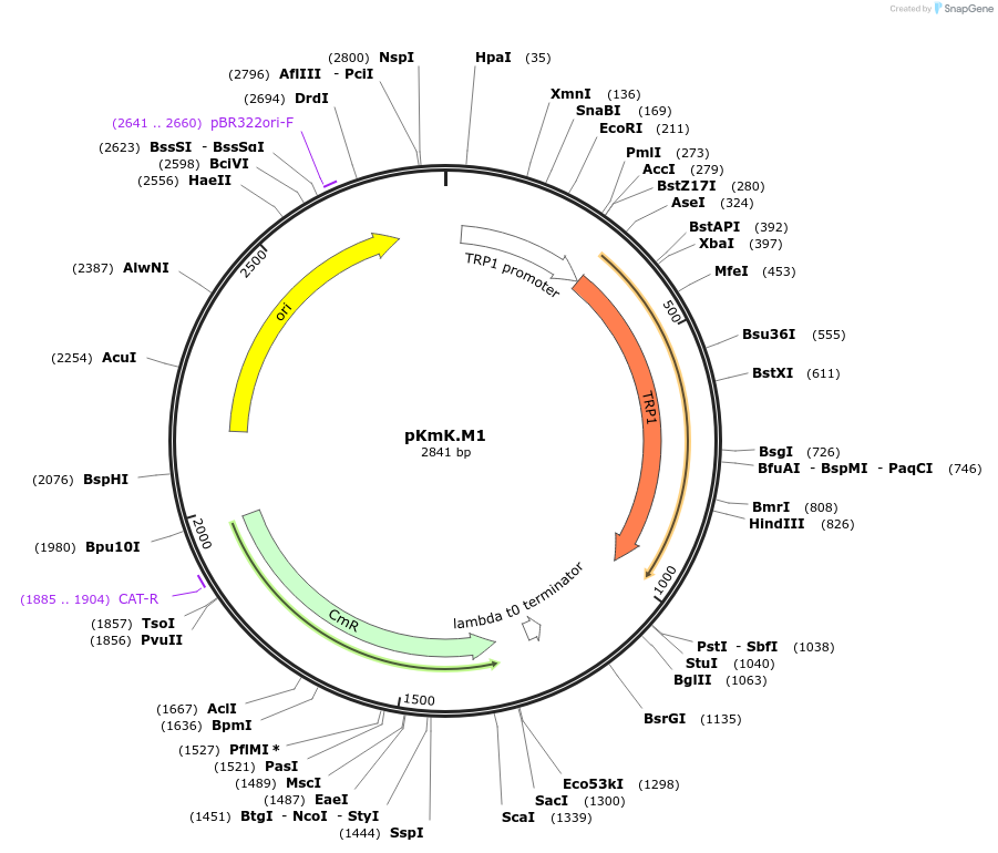 125058-plasmid-map-sequence-id-246623