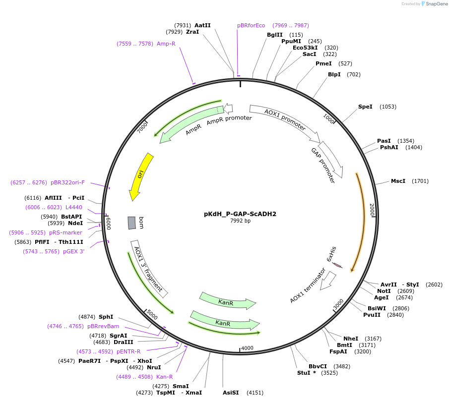 126734-plasmid-map-sequence-id-246625