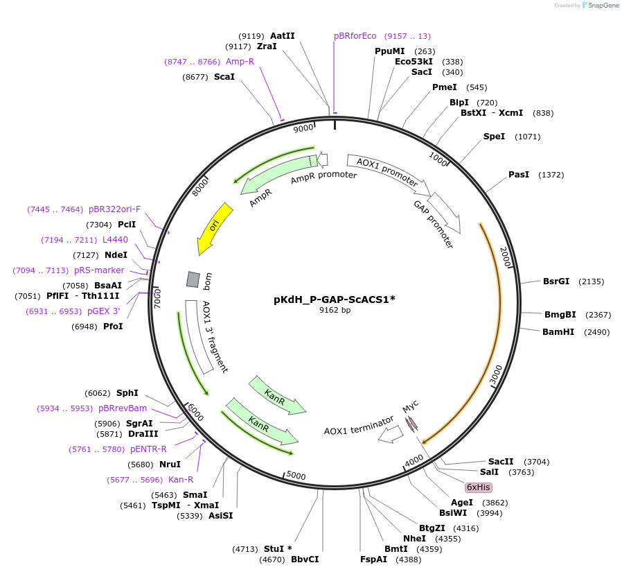 126736-plasmid-map-sequence-id-246626
