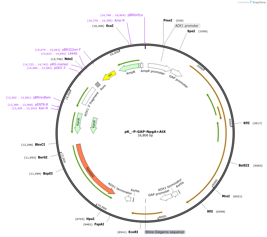 126725-plasmid-map-sequence-id-246627