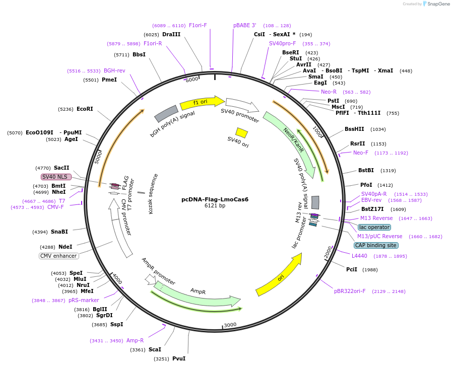 126485-plasmid-map-sequence-id-246632