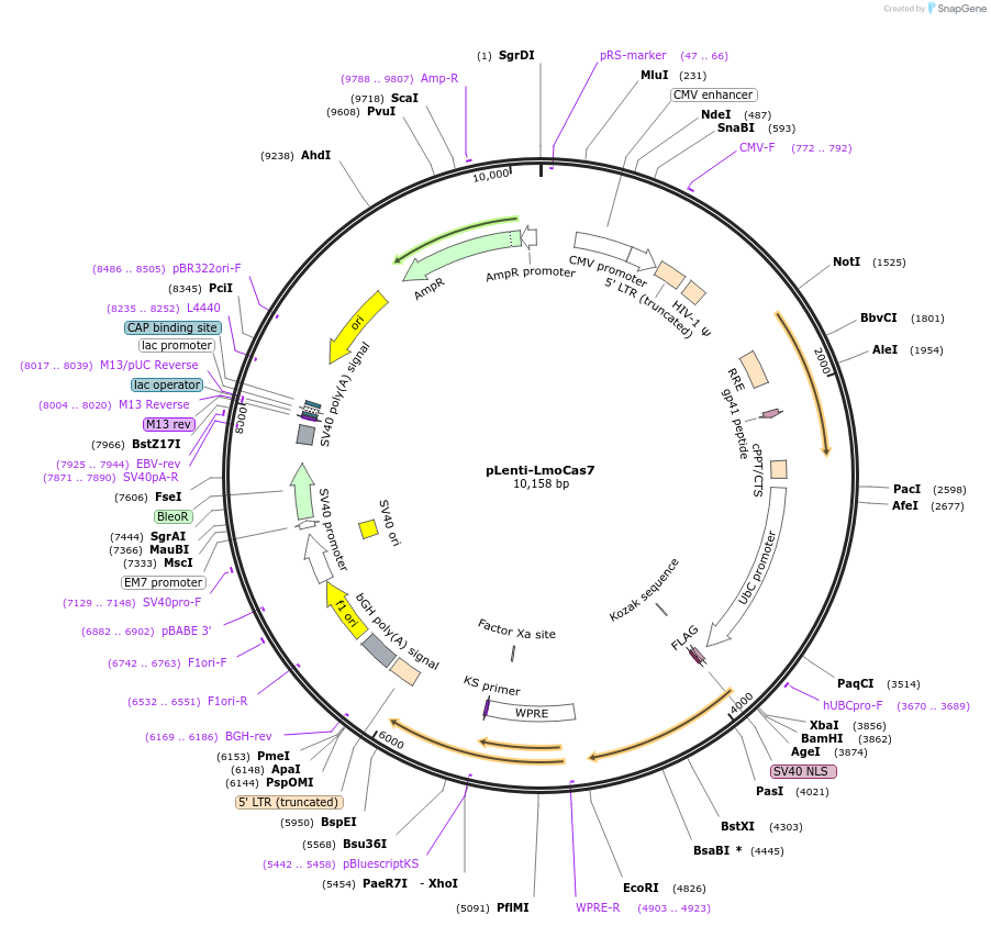 126489-plasmid-map-sequence-id-246640
