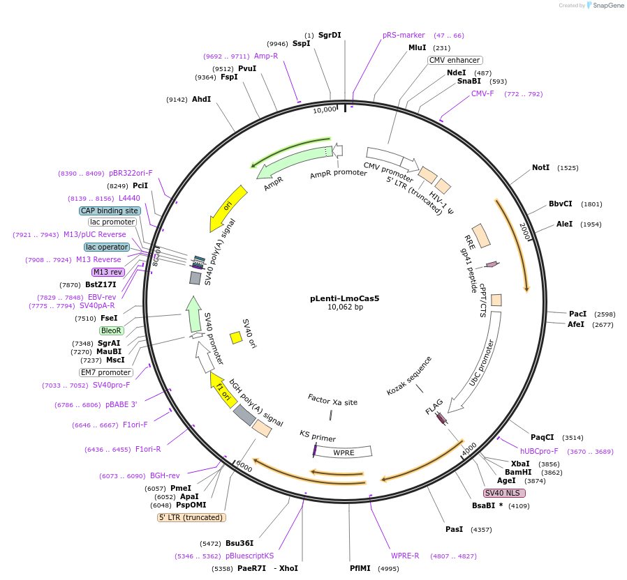 126490-plasmid-map-sequence-id-246641