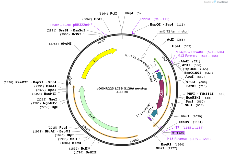 123206-plasmid-map-sequence-id-246646