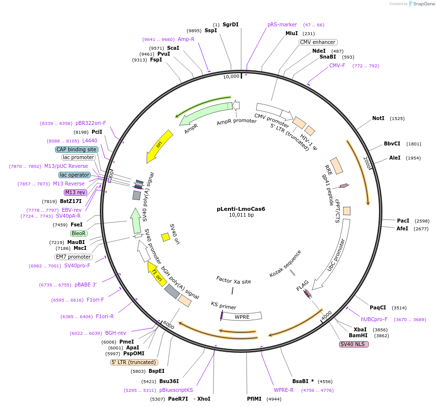 126491-plasmid-map-sequence-id-246711