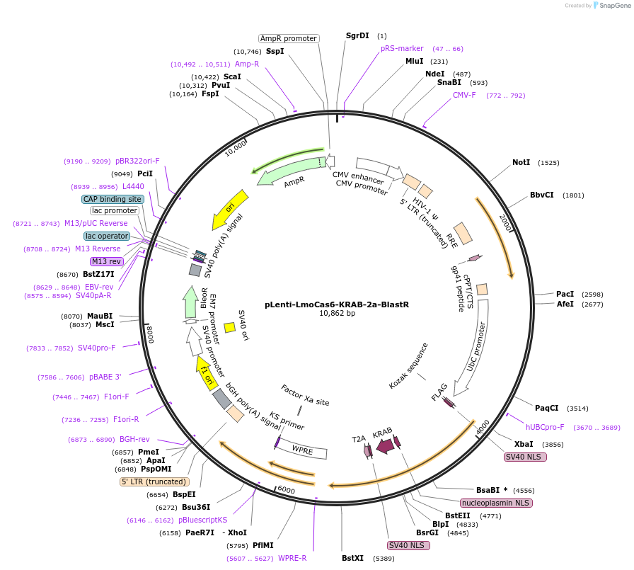 126492-plasmid-map-sequence-id-246712