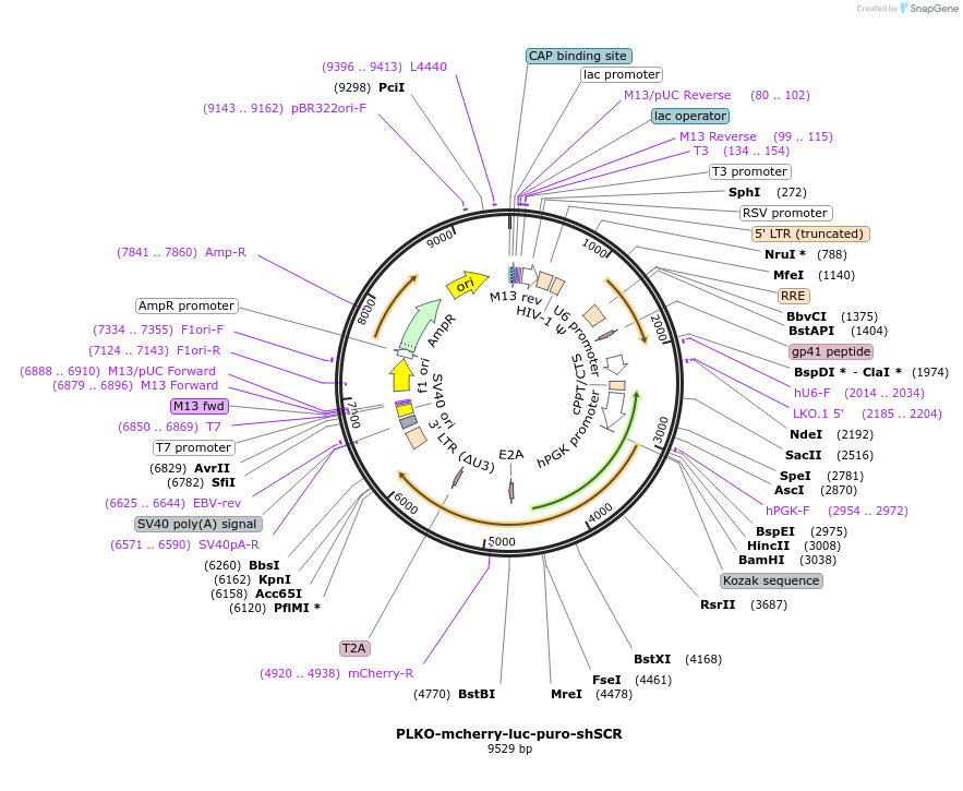 29780-plasmid-map-sequence-id-246718