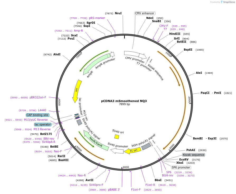 126406-plasmid-map-sequence-id-246738
