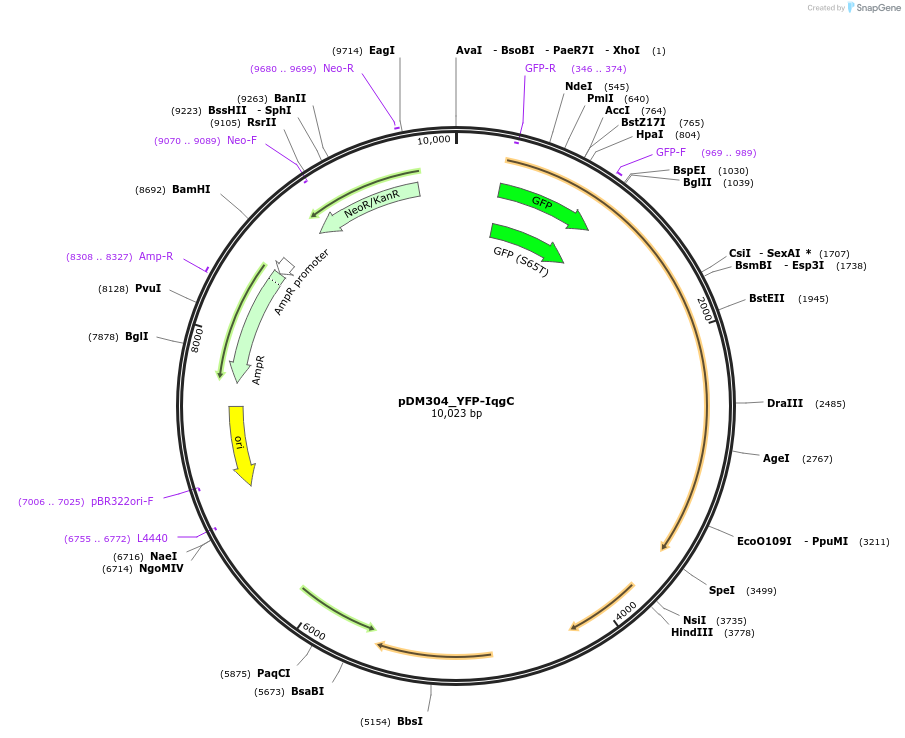 128697-plasmid-map-sequence-id-246775
