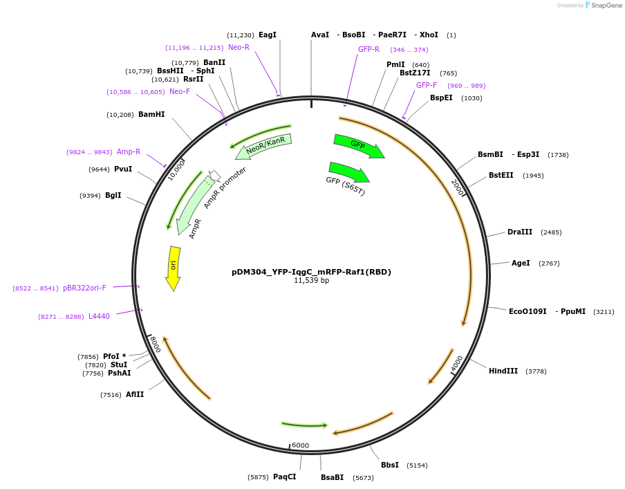 128698-plasmid-map-sequence-id-246776