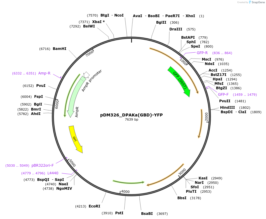 128701-plasmid-map-sequence-id-246779