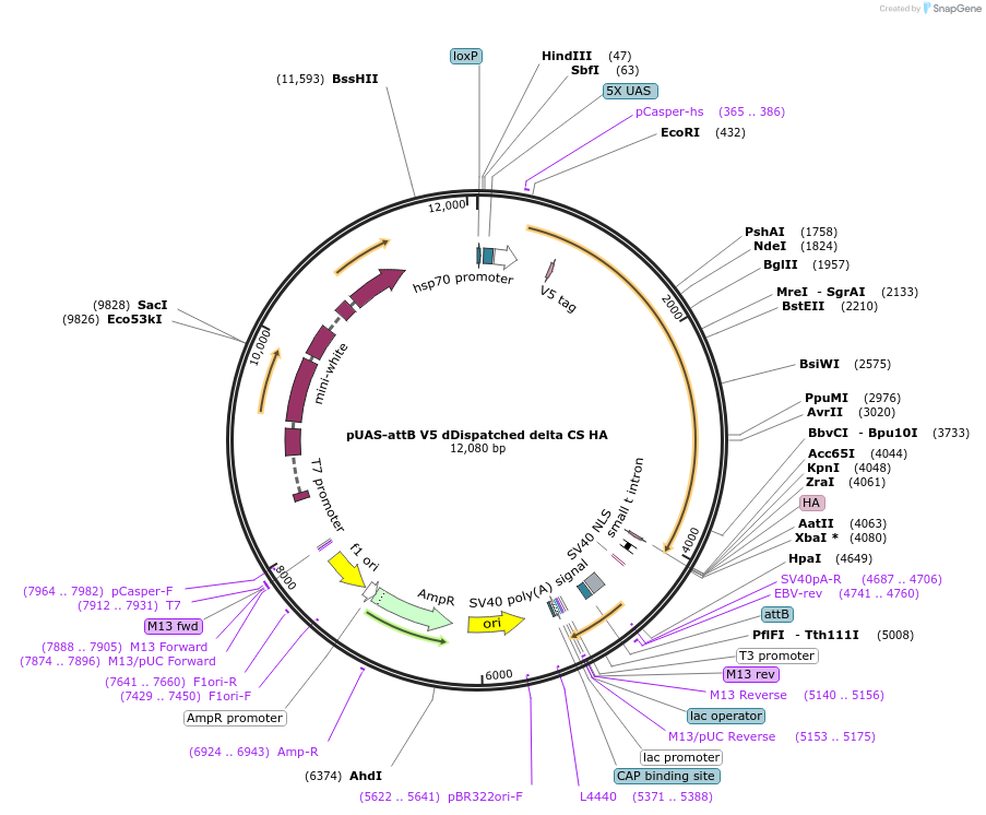 126412-plasmid-map-sequence-id-246861