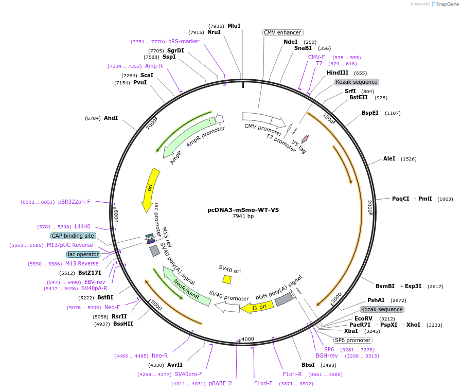 126415-plasmid-map-sequence-id-246897
