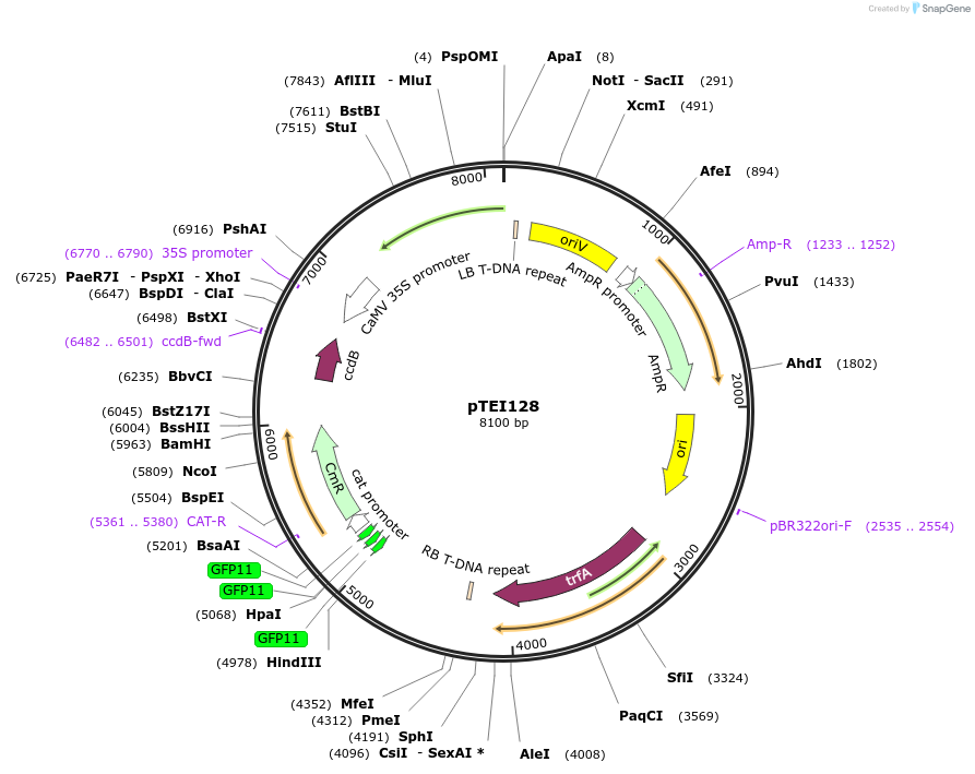 126209-plasmid-map-sequence-id-246907