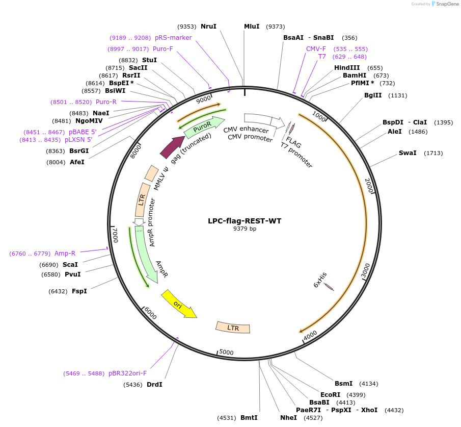 41903-plasmid-map-sequence-id-246926