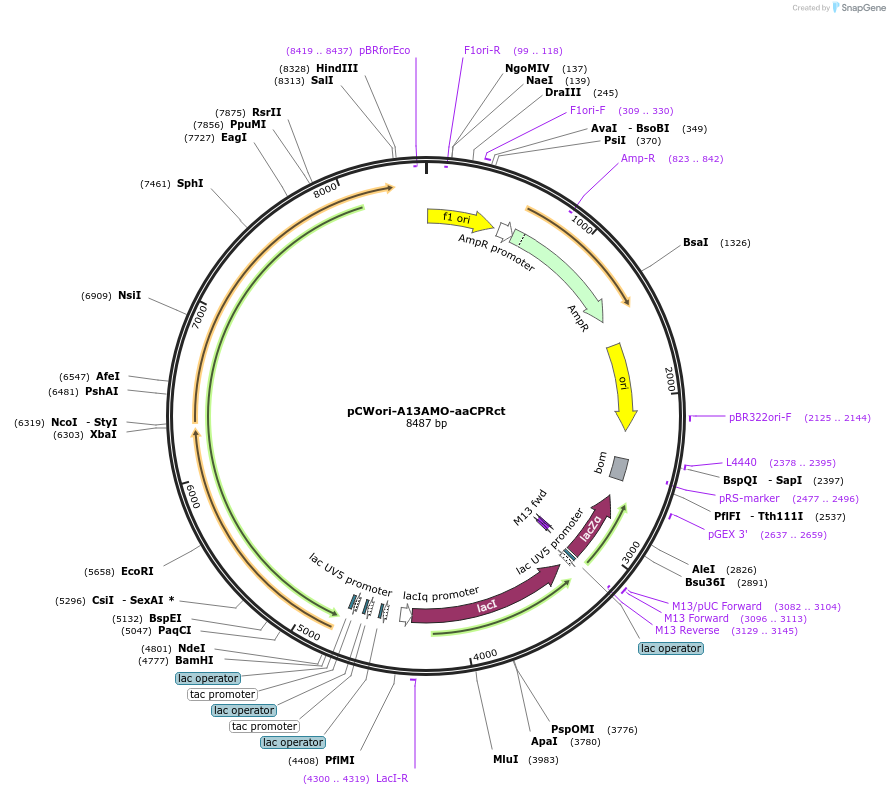 20117-plasmid-map-sequence-id-246927