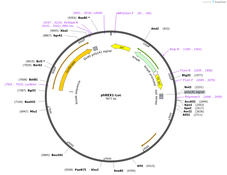 17222-plasmid-map-sequence-id-246929