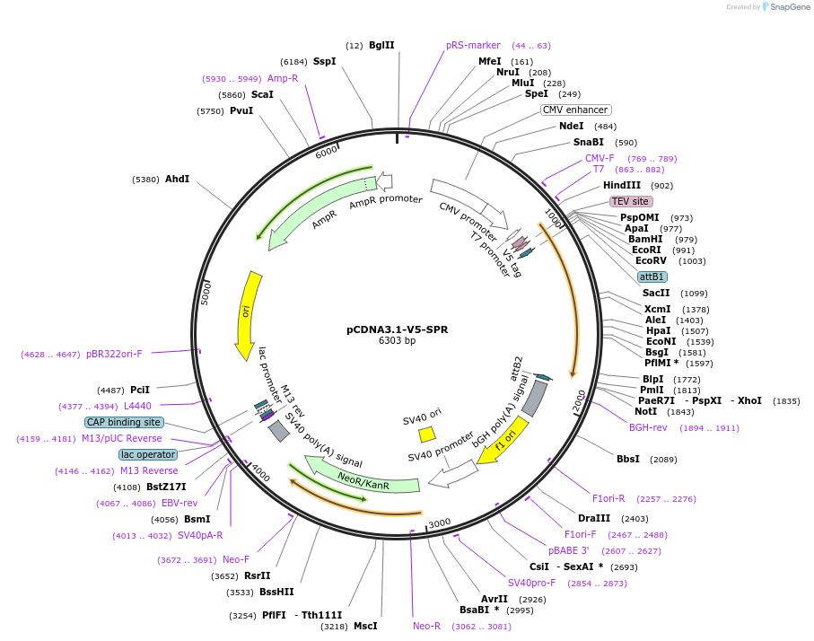 127236-plasmid-map-sequence-id-246995