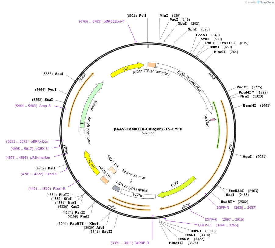 127238-plasmid-map-sequence-id-247000