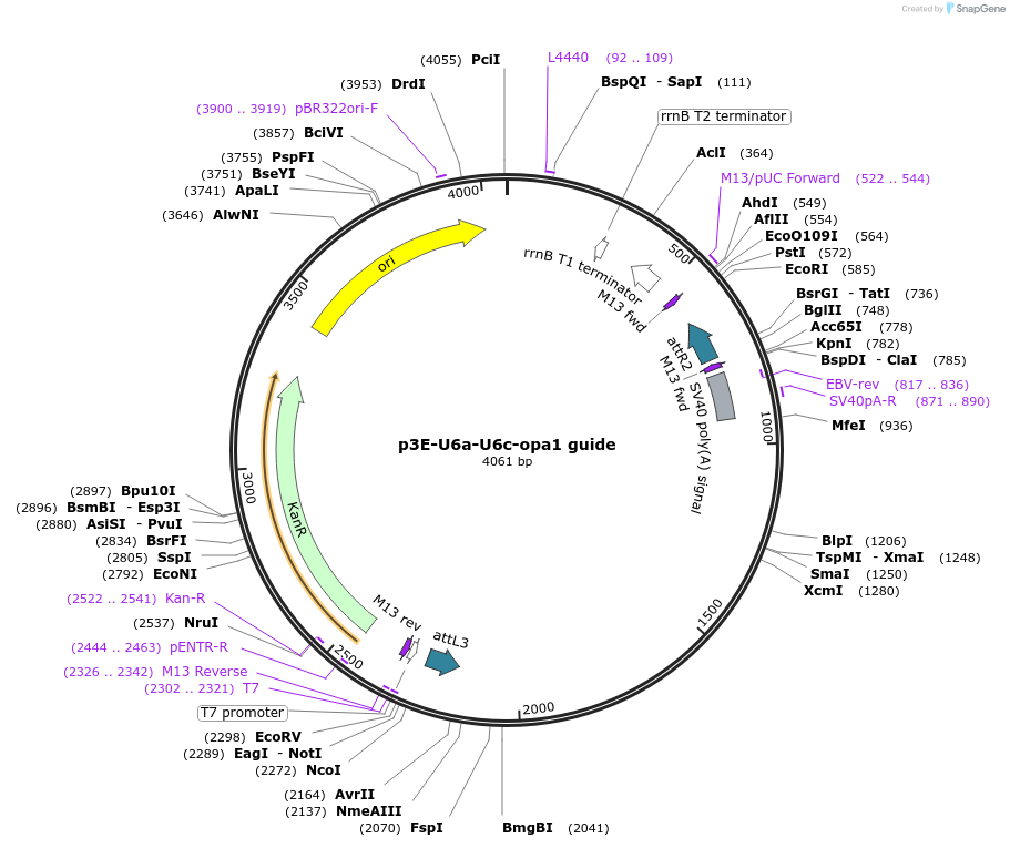 121995-plasmid-map-sequence-id-247034