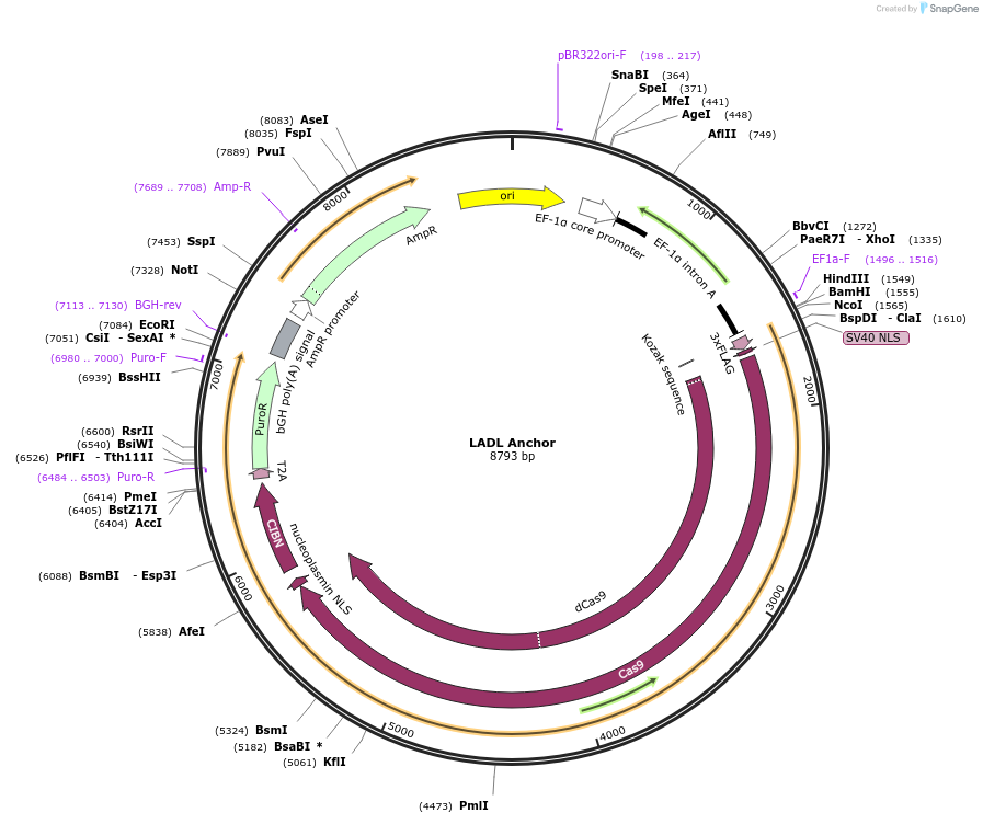 127664-plasmid-map-sequence-id-247037