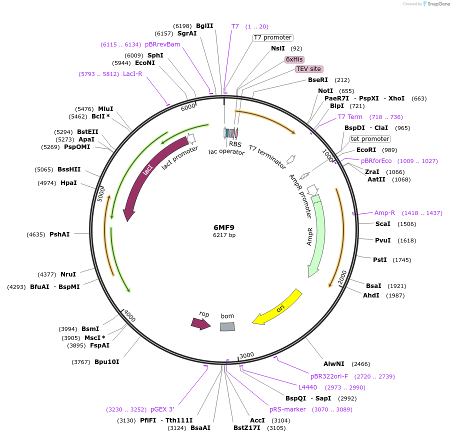 127290-plasmid-map-sequence-id-247040