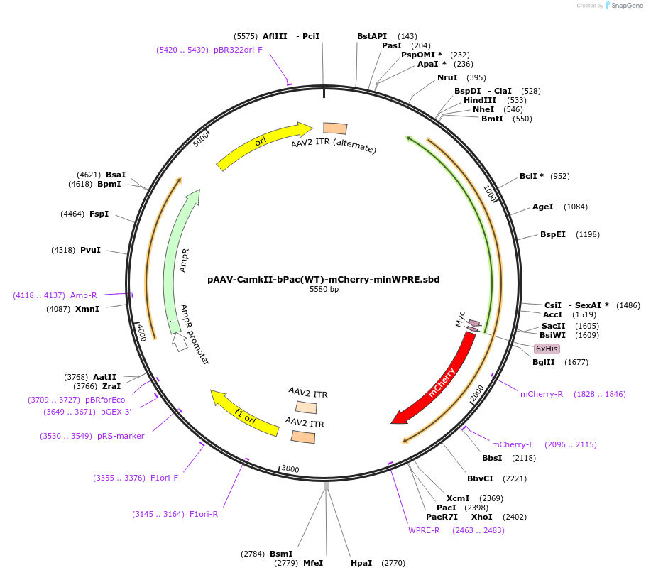 118278-plasmid-map-sequence-id-247042