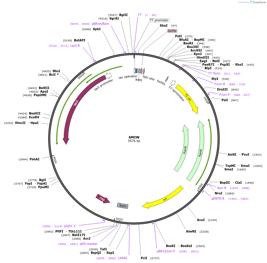127291-plasmid-map-sequence-id-247045