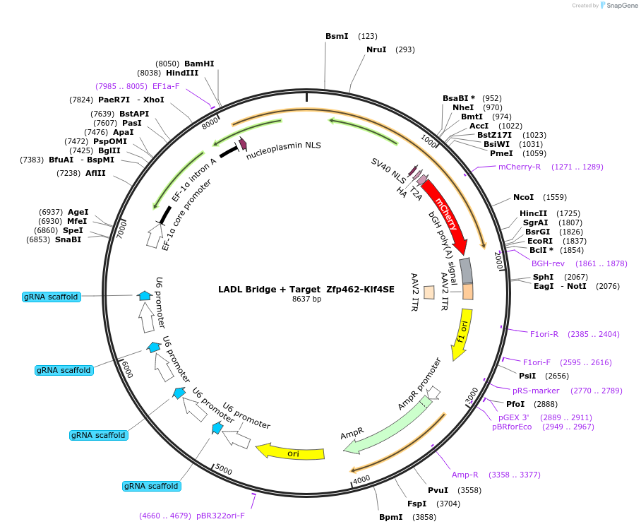 127668-plasmid-map-sequence-id-247046