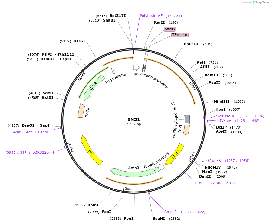 127293-plasmid-map-sequence-id-247053