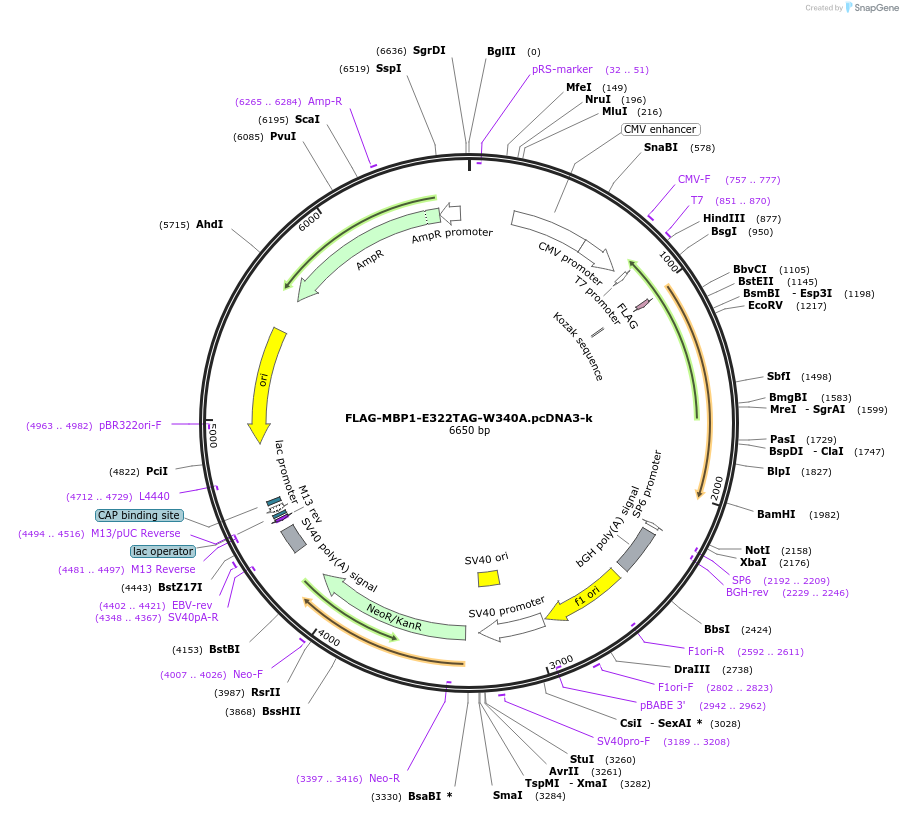 127404-plasmid-map-sequence-id-247056