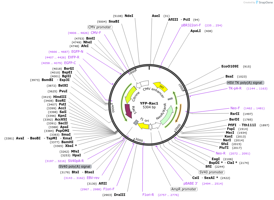 11391-plasmid-map-sequence-id-247072